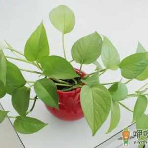 绿萝发黄是甲醛超标吗