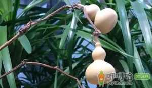 普通葫芦可以挡煞吗