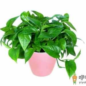 绿萝可以泡在水里养吗