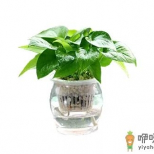 绿萝能开花吗