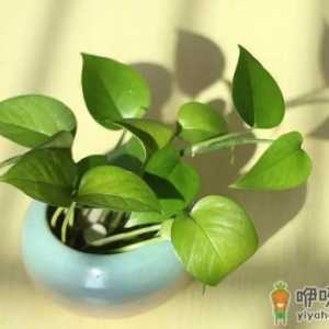 绿萝浇水多了会不会死