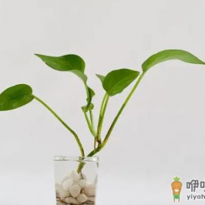 ​绿萝发黄了怎么可以变绿