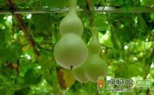 葫芦是不是不能挂一对