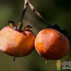柿子去皮了还会涩口吗