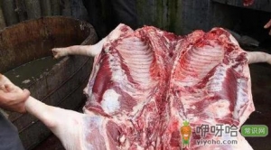 2023腊月哪天适合杀猪