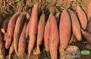 烟薯25号用空气炸锅几分钟