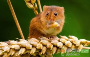 为什么凌晨老鼠一直叫