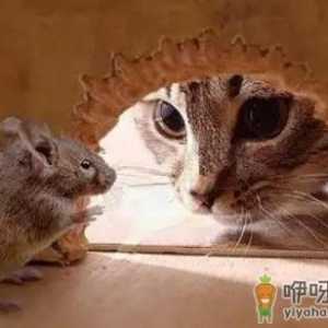 桌子上有老鼠屎是不是有老鼠