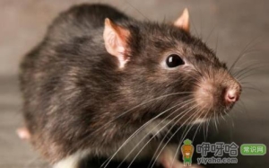 洗洁精拌大米能不能杀死老鼠