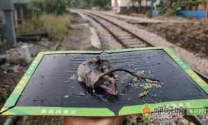 老鼠可以饿多少天不死