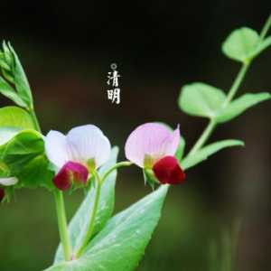 2023年清明节是4号还是5号