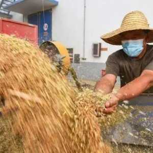 粮食补贴是不是种地的补贴