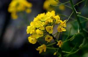 婺源油菜花2月底开了吗2023