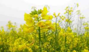 2023婺源油菜花什么时候开放