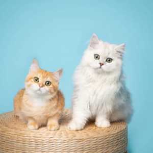 甲流会传染给猫吗