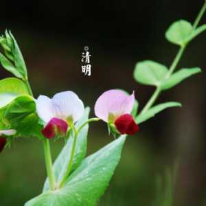 2023年清明节前后倒春寒吗