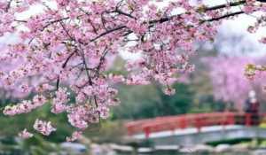 2023年武汉樱花节是几月份