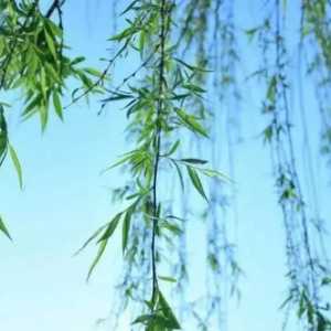 2023年春分为什么吃春菜