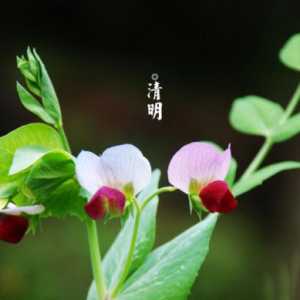 清明节烧纸是在十字路口还是丁字路口