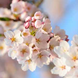 2023年清明节还有樱花开吗