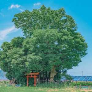 2023年夏天来的早还是晚