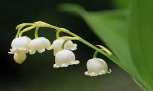 铃兰花养在室内还是室外