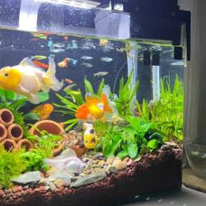 风水鱼死了会破财吗