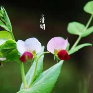 2023年闰二月清明不能上坟是谣言吗