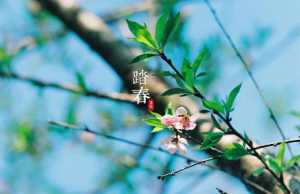 2023年清明节冲什么生肖
