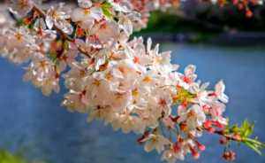 2023年南京清明节还有樱花吗