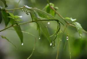 2023年南京有梅雨季节吗