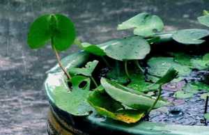2023年重庆有梅雨季节吗
