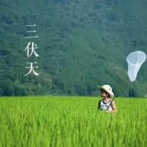 2023年三伏天雨水多还是少