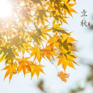 立秋吃饺子还是吃面条好
