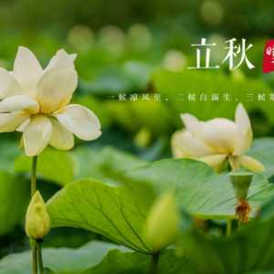 立秋后吃什么养肝排毒效果好
