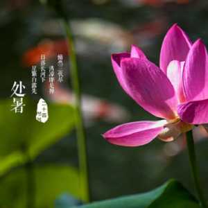 2023年处暑前三天交运是哪一天