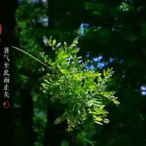 处暑就是夏天结束了吗
