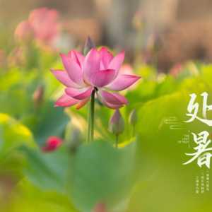 处暑节气是夏天还是秋天