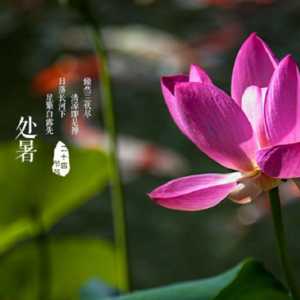 处暑是一年中第几个节气