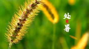 处暑过后是什么节气