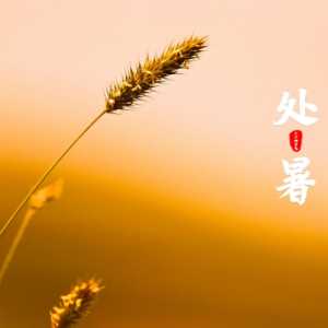 处暑后种什么蔬菜最好