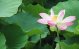 今年夏天的气温会再创新高吗