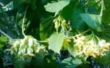 不适合在室内种植的植物 人碰触抚摸它们会过敏