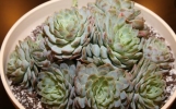 养花的误区 别再摧残你家的植物啦