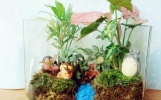 自己DIY苔藓微景观 苔藓微景观养护技巧