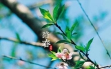 2025年清明节冲什么生肖
