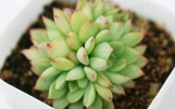 你家的花活不了 学花市选花技巧助你养好花